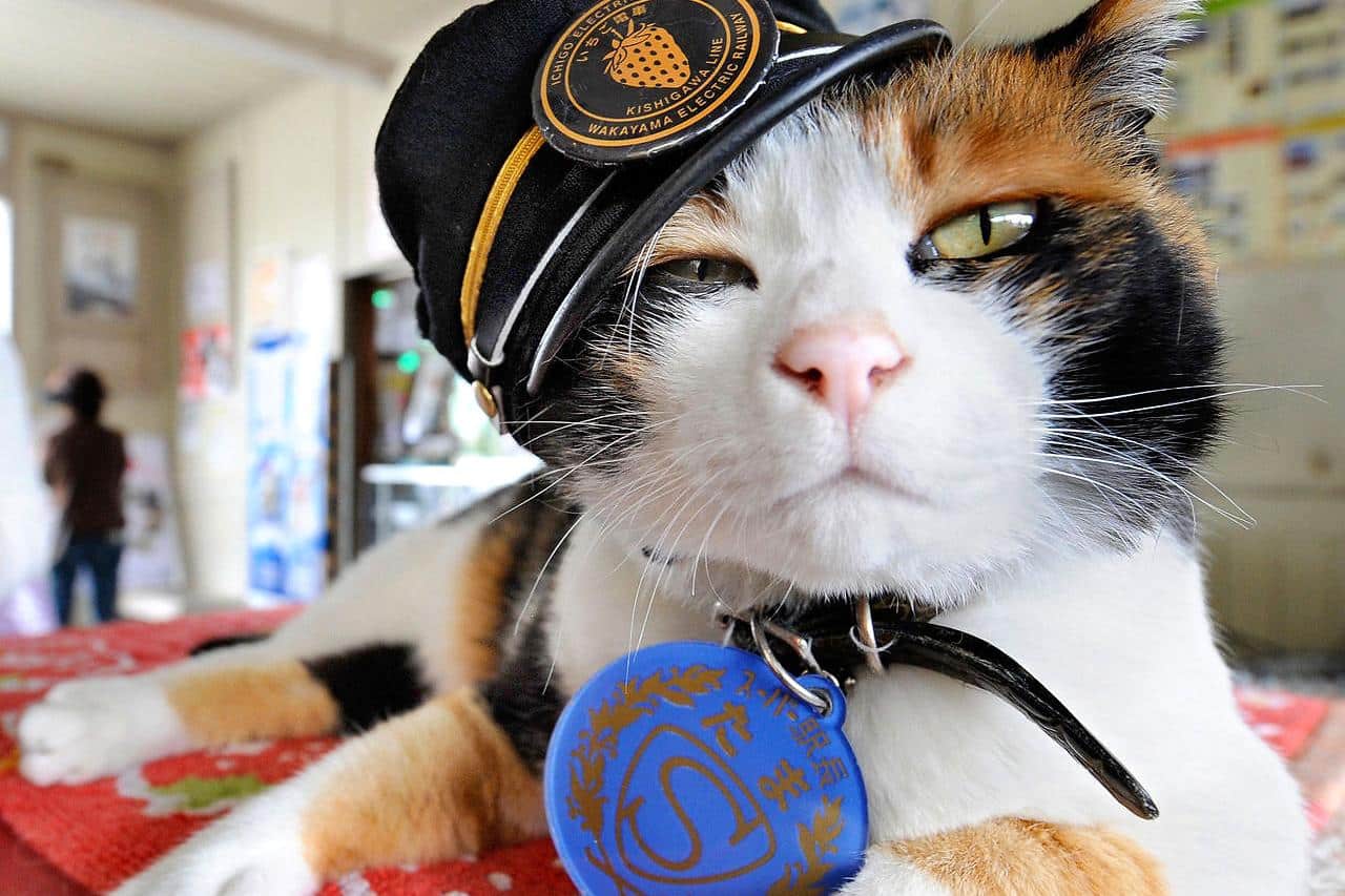 Tama, una gata al mando de la estación